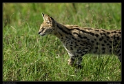  Serval hunting, Masai Mara, Kenya � J. Zinn